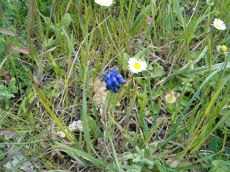 Altro muscari